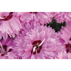DIANTHUS 'Pop Star' FF C0.65L