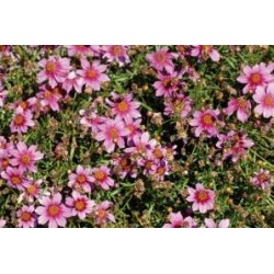 COREOPSIS rosea 'American...