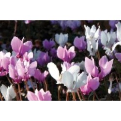 CYCLAMEN hederifolium...