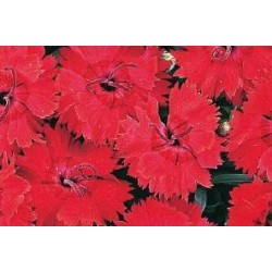 DIANTHUS 'Fire Star' FF C0.65L
