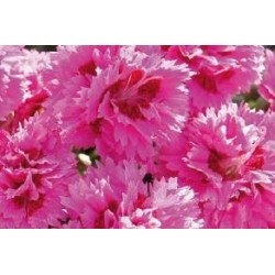 DIANTHUS 'Morning Star' FF...
