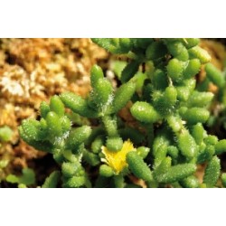 DELOSPERMA echinatum FF C0.65L
