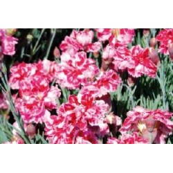 DIANTHUS 'Whatfield Gem' FF...