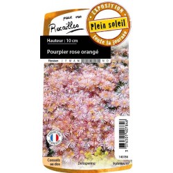 DELOSPERMA FF C0.65L