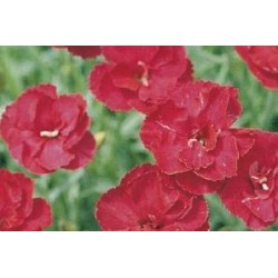 DIANTHUS 'Fusilier' FF C0.65L