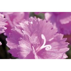 DIANTHUS plumarius 'Warden...