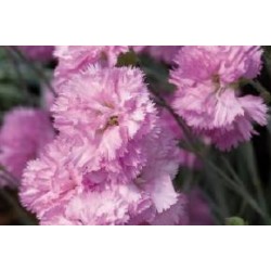 DIANTHUS gratianopolitanus...