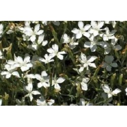 DIANTHUS deltoides 'Albus'...