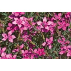DIANTHUS deltoides FF C0.65L