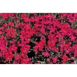 DIANTHUS deltoides FF C0.65L