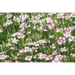 DIANTHUS deltoides 'Arctic...