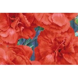 DIANTHUS plumarius 'Diana'...