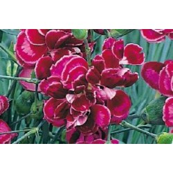 DIANTHUS plumarius 'Laced...