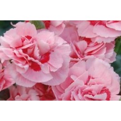 DIANTHUS plumarius 'Doris'...