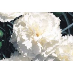 DIANTHUS plumarius 'Haytor...