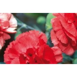 DIANTHUS plumarius...