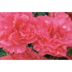 DIANTHUS plumarius 'Letitia...