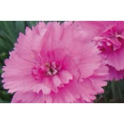 DIANTHUS Scent First®...