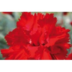 DIANTHUS plumarius 'Lady In...