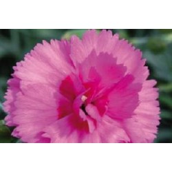 DIANTHUS plumarius 'Lily...