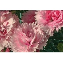 DIANTHUS Scent First®...