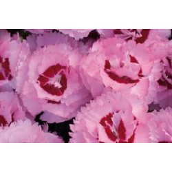 DIANTHUS Scent First 'Devon...