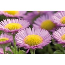 ERIGERON glaucus FF C0.65L