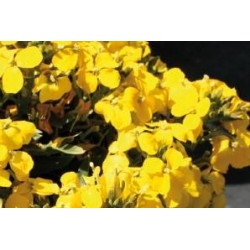 ERYSIMUM alpinum FF C0.65L