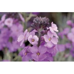 ERYSIMUM 'Bowles Purple' FF...