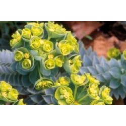 EUPHORBIA myrsinites FF C0.65L