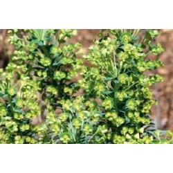 EUPHORBIA martini FF C0.65L