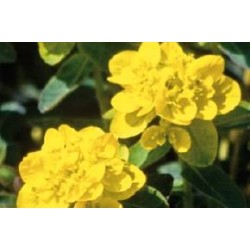 EUPHORBIA epithymoides FF...