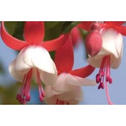 FUCHSIA 'Frau Alice...