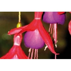 FUCHSIA 'Tom Thumb' FF C0.65L