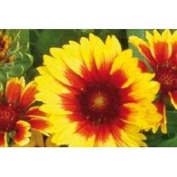 GAILLARDIA grandiflora...