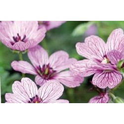 GERANIUM cinereum...