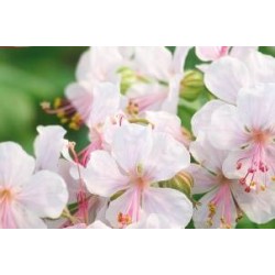 GERANIUM cantabrigiense...