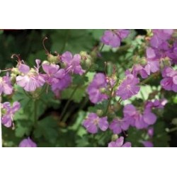 GERANIUM cantabrigiense...