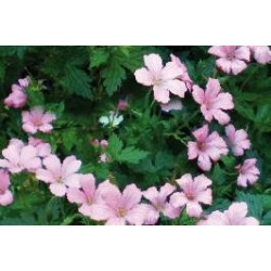GERANIUM endressii FF C0.65L