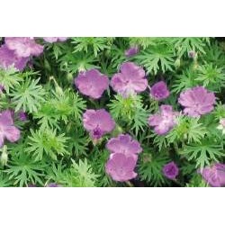 GERANIUM sanguineum FF C0.65L