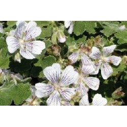 GERANIUM renardii FF C0.65L