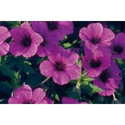 GERANIUM subcaulescens FF...