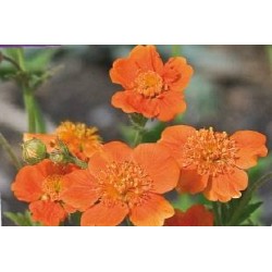 GEUM coccineum 'Borisii' FF...