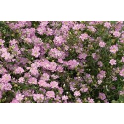 GYPSOPHILA repens FF C0.65L