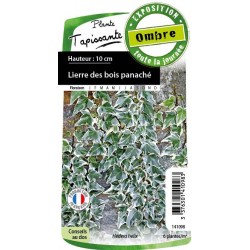HEDERA helix FF C0.65L