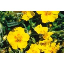 HELIANTHEMUM 'Ben Fhada' FF...