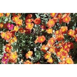 HELIANTHEMUM 'Ben Heckla'...