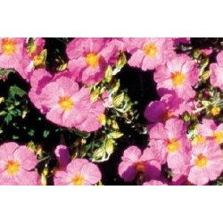 HELIANTHEMUM FF C0.65L