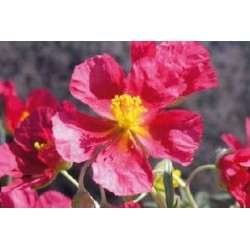 HELIANTHEMUM FF C0.65L