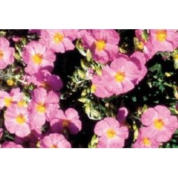 HELIANTHEMUM 'Lawrenson's...